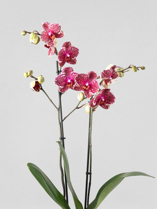 Kokedama de Orquídea