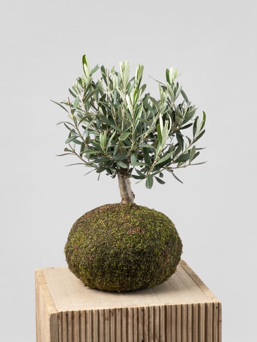 Kokedama de Olivo