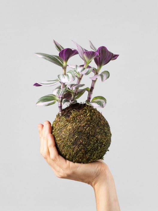 Kokedama de Tradescantia 'Nanouk Lilac'