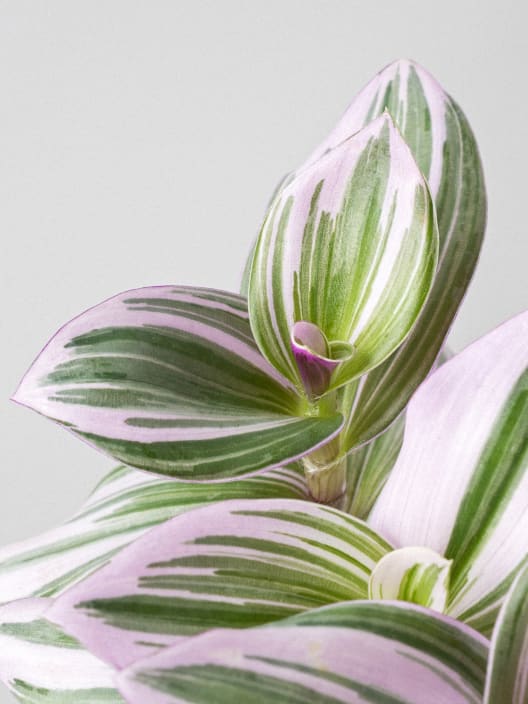 Kokedama de Tradescantia 'Nanouk Lilac'