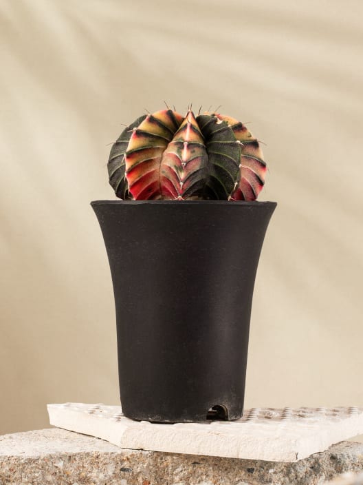 Gymnocalycium mihanovichii 'Variegata'