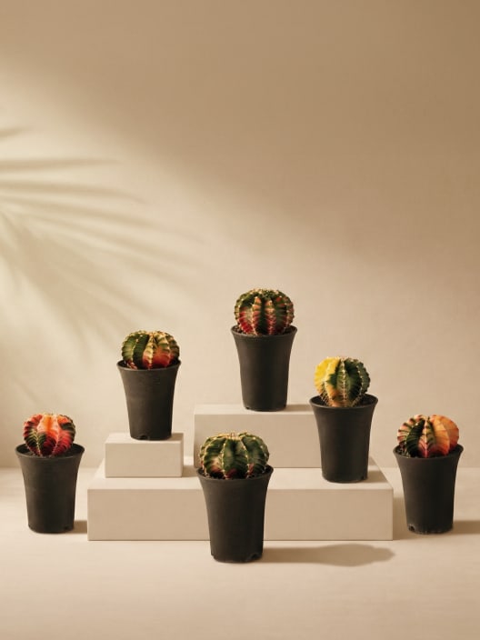 Gymnocalycium mihanovichii 'Variegata'