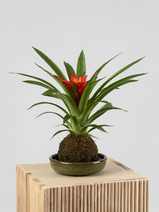 Kokedama de Guzmania