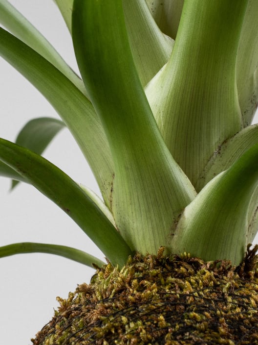 Kokedama de Guzmania