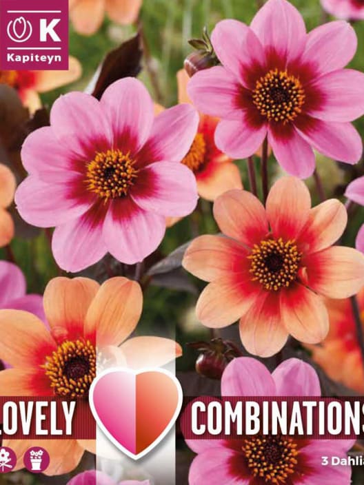 Bulbos de Dahlia 'Happy Single'