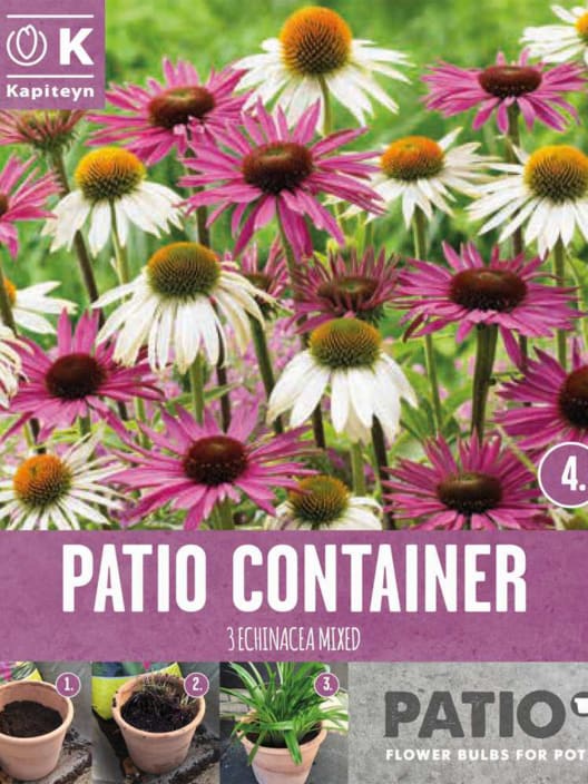 Bulbos de Echinacea purpurea Sorbet Shades