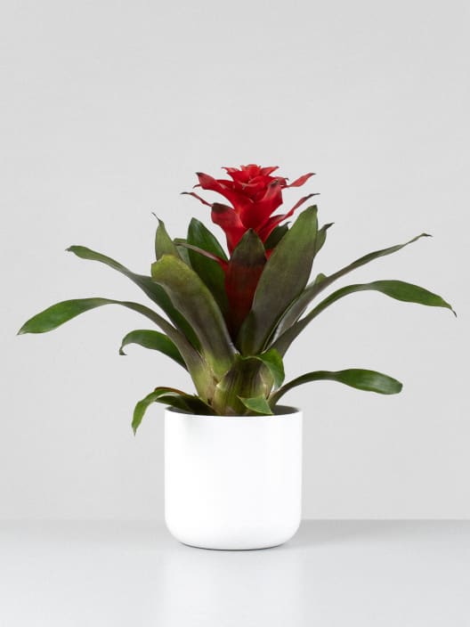 Guzmania 'Optima'