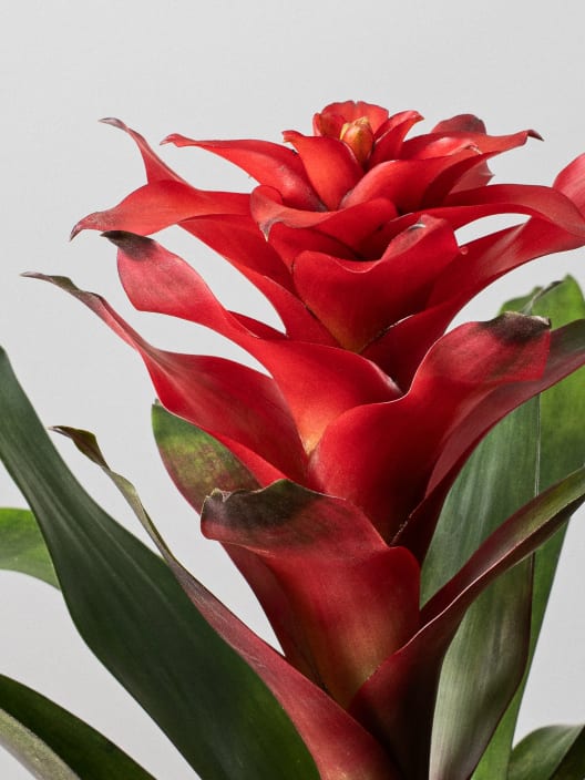 Guzmania 'Optima'