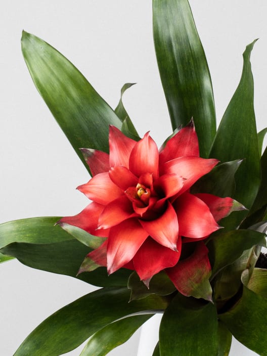 Guzmania 'Optima'