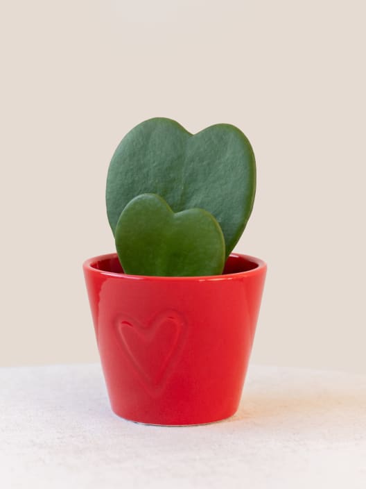 Hoya kerrii doble (planta del corazón)