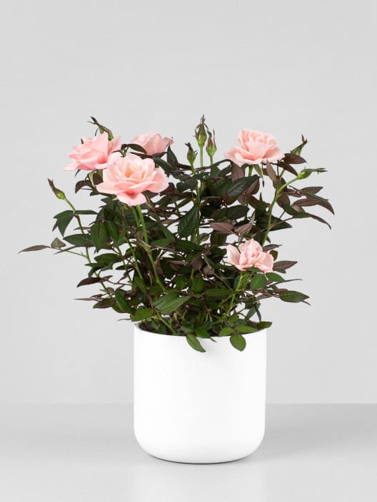 Rosal de Interior Rosaroma® rosa