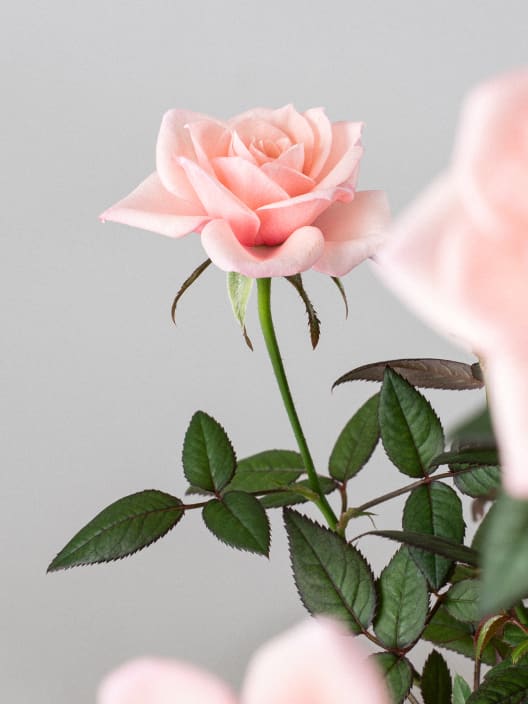 Rosal de Interior Rosaroma® rosa