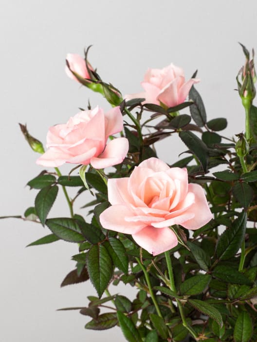 Rosal de Interior Rosaroma® rosa