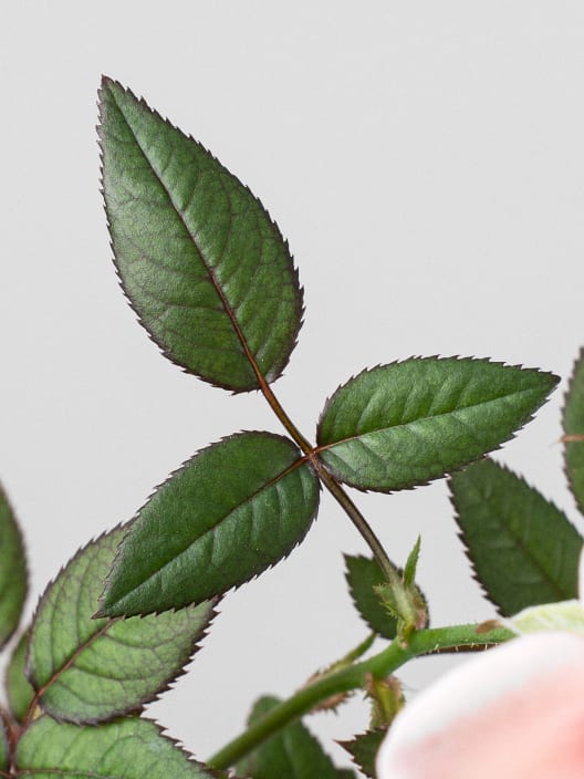 Rosal de Interior Rosaroma® rosa