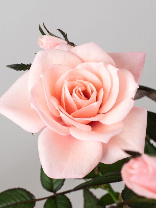 Rosal de Interior Rosaroma® rosa