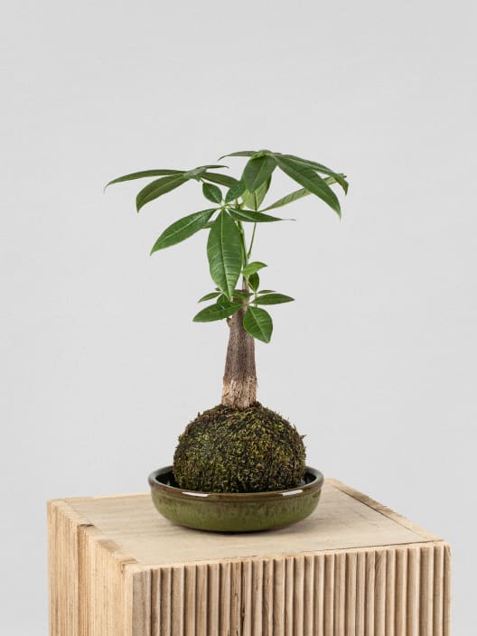 Kokedama de Pachira