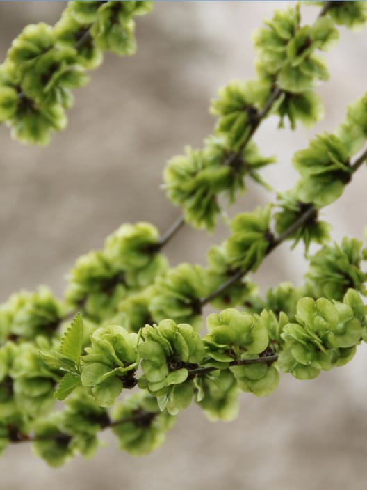 Ulmus minor