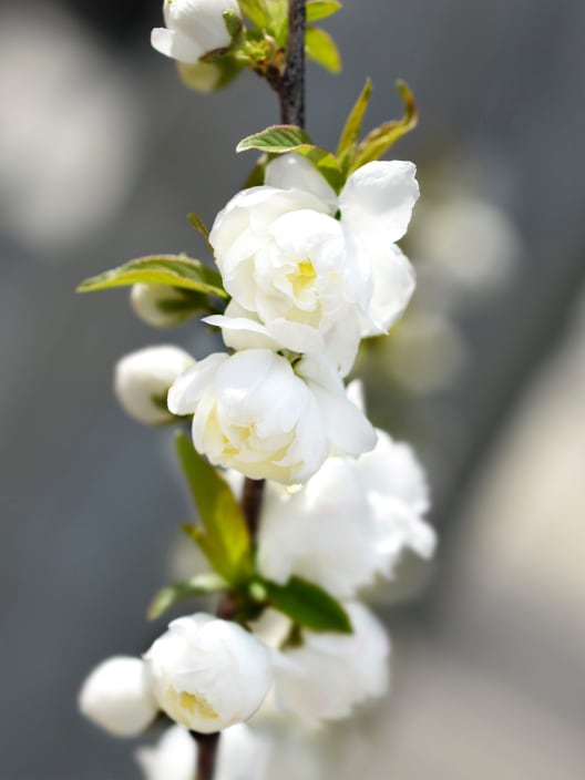 Prunus glandulosa 'Alba Plena'