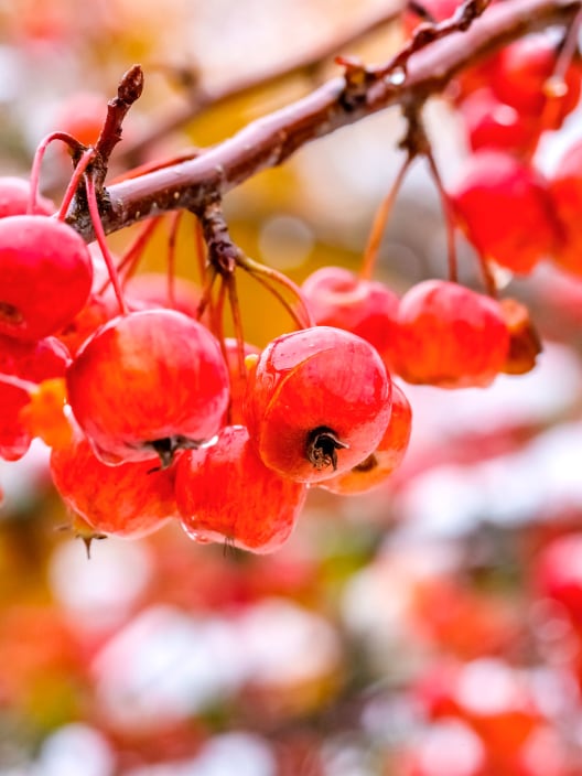 Malus sylvestris PERPETU® 'Evereste'