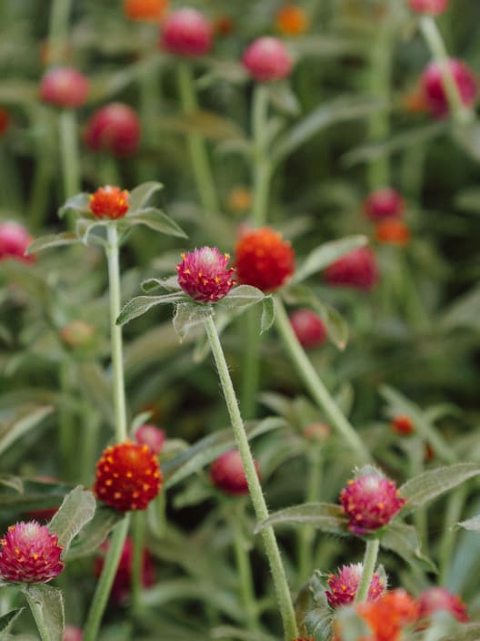 Gomphrena globosa