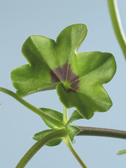 Geranio Gitanilla de flor doble