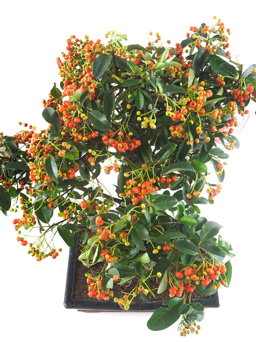 Bonsai Espino de fuego (Pyracantha)