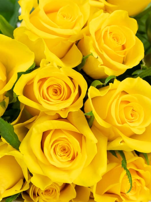 Ramo de 20 Mini Rosas Amarillas