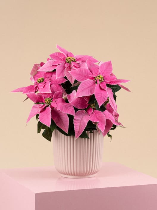 Flor de Pascua Rosa 'Princettia Pink'