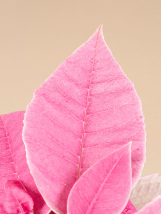 Flor de Pascua Rosa 'Princettia Pink'