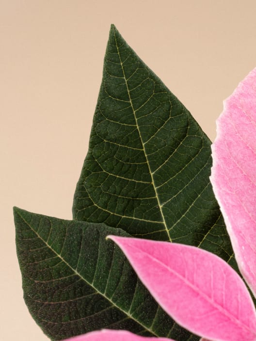 Flor de Pascua Rosa 'Princettia Pink'