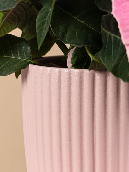 Flor de Pascua Rosa 'Princettia Pink'