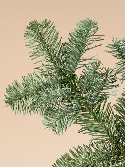 Ramas Naturales de Abeto nobilis