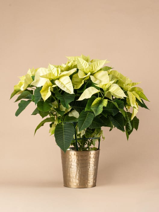 Flor de Pascua blanca