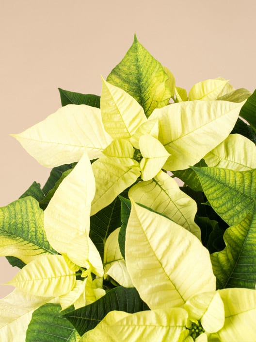 Flor de Pascua blanca