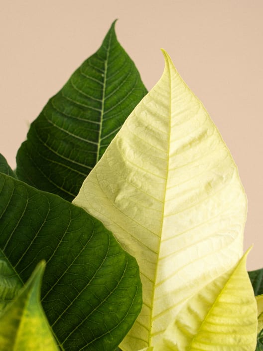 Flor de Pascua blanca