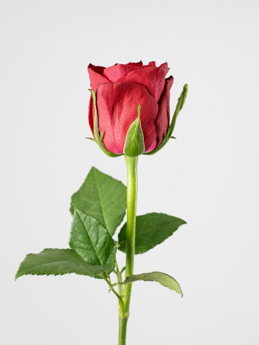Ramillete de Mini Rosas Rojas