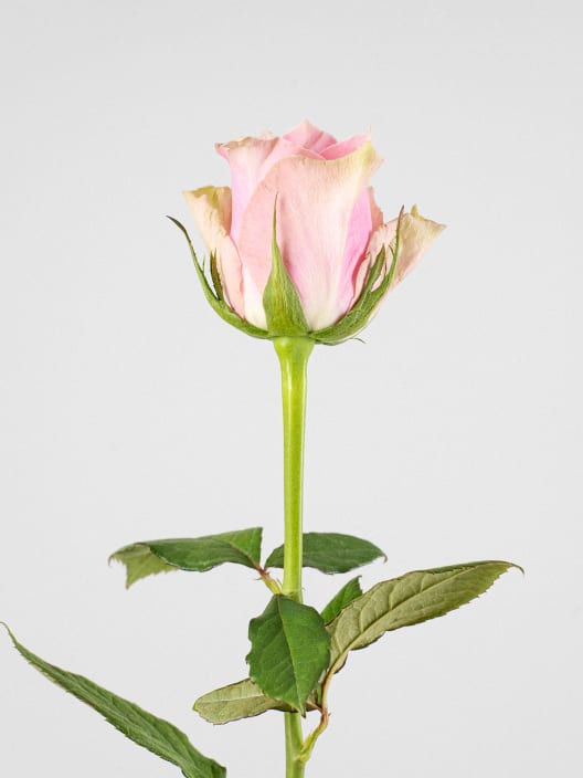 Ramillete de Mini Rosas Rosas