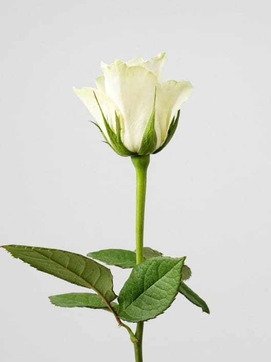Ramillete de Mini Rosas Blancas