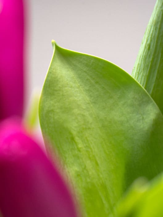 Ramillete de Tulipanes Morados