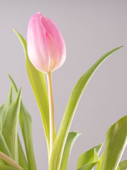 Ramillete de Tulipanes Rosas