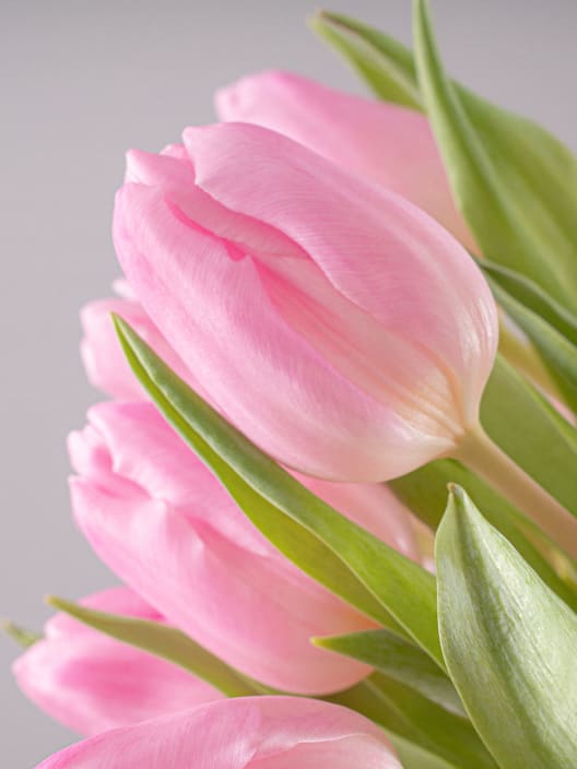 Ramillete de Tulipanes Rosas