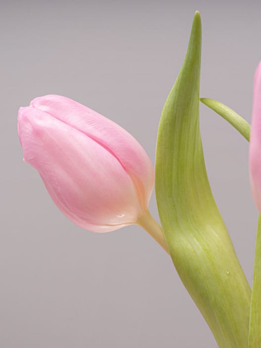Ramillete de Tulipanes Rosas