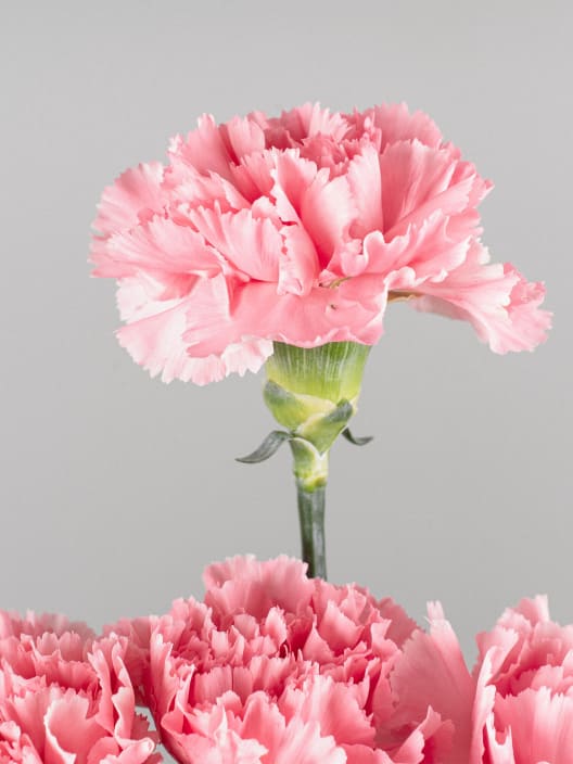 Ramillete de Claveles rosas