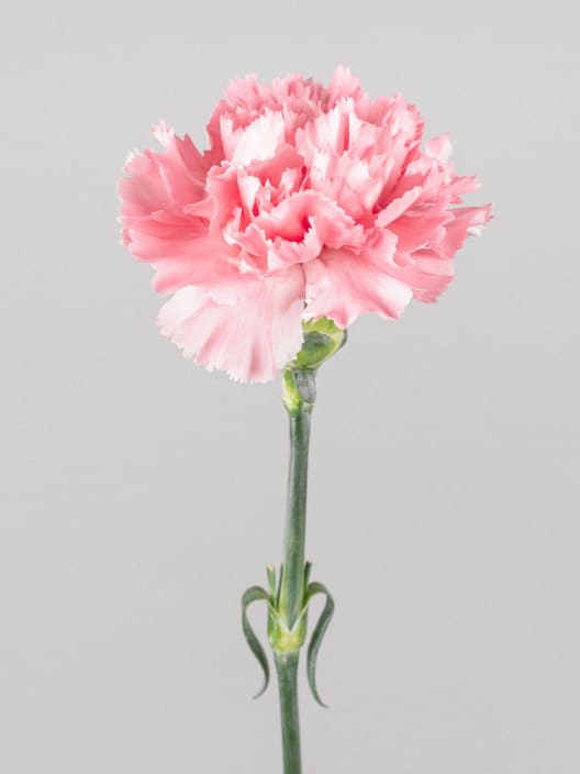Ramillete de Claveles rosas