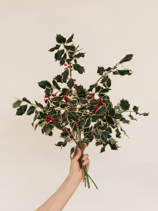 Navidad Esencial - Ramitas de Acebo