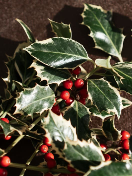 Navidad Esencial - Ramitas de Acebo