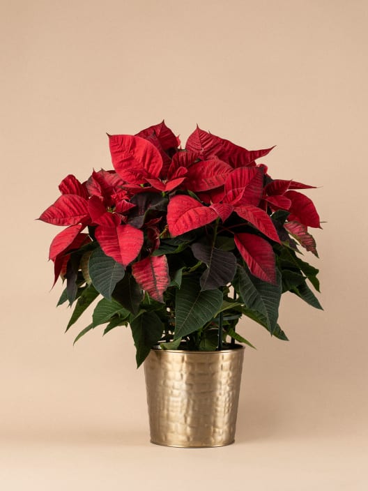 Pack Ahorro 1 Flor de Pascua + 1 Tarrina