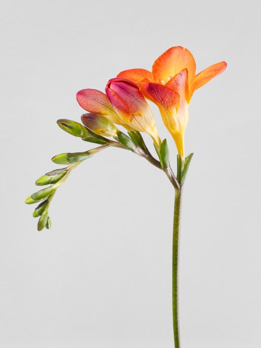 Ramillete de Fresias Rojas