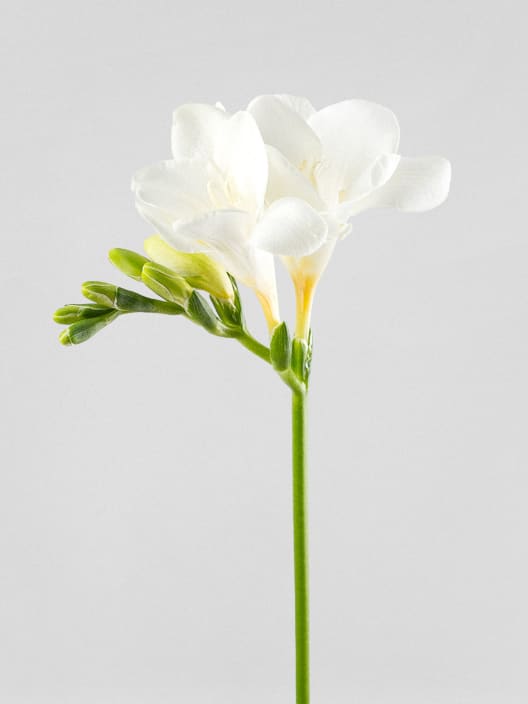 Ramillete de Fresias Blancas