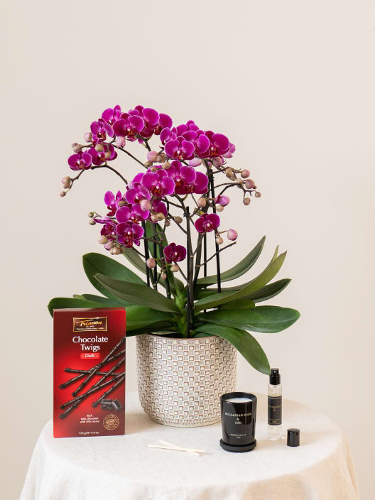 Orquídea Premium Phalaenopsis 'Bellissimo Amore'